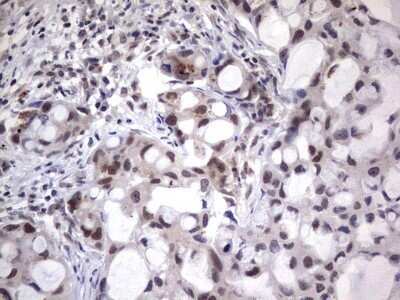 Immunohistochemistry: XLF Antibody (OTI1B5) - Azide and BSA Free [NBP2-74880]