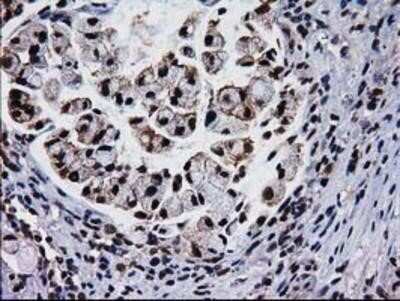 Immunohistochemistry: XLF Antibody (OTI3D6) - Azide and BSA Free [NBP2-74876]