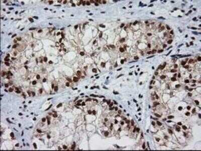 Immunohistochemistry: XLF Antibody (OTI3D6) - Azide and BSA Free [NBP2-74876]