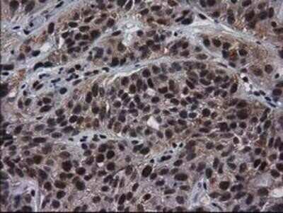 Immunohistochemistry: XLF Antibody (OTI3D6) - Azide and BSA Free [NBP2-74876]