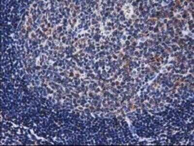 Immunohistochemistry: XLF Antibody (OTI3D6) - Azide and BSA Free [NBP2-74876]