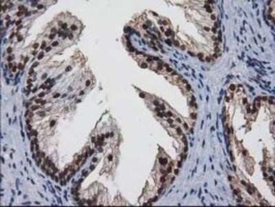 Immunohistochemistry: XLF Antibody (OTI3D6) - Azide and BSA Free [NBP2-74876]