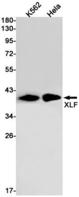 Western Blot: XLF Antibody (S08-9D7) [NBP3-19804]