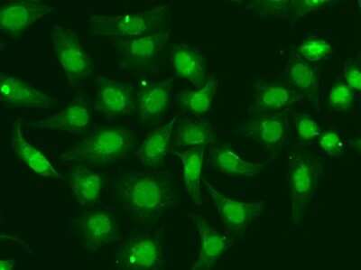 Immunocytochemistry/ Immunofluorescence: XPA Antibody - BSA Free [NBP3-03415]
