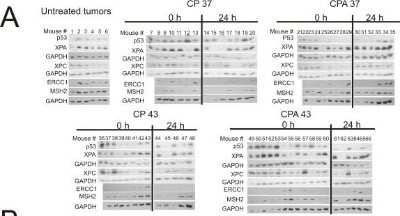 Western Blot: XPC Antibody (3.26) [NB100-477]