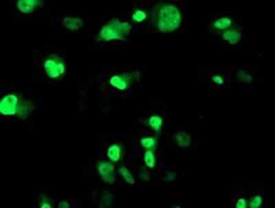 Immunocytochemistry/ Immunofluorescence: XPF Antibody (OTI4E11) [NBP2-01020]
