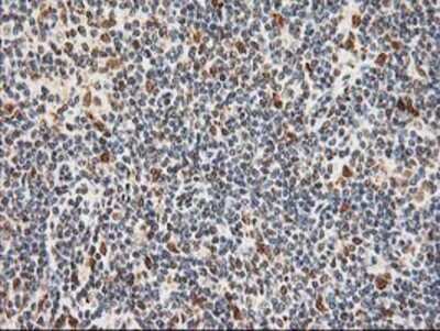 Immunohistochemistry-Paraffin: XPF Antibody (OTI4E11) [NBP2-01020]