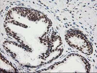 Immunohistochemistry-Paraffin: XPF Antibody (OTI4E11) [NBP2-01020]