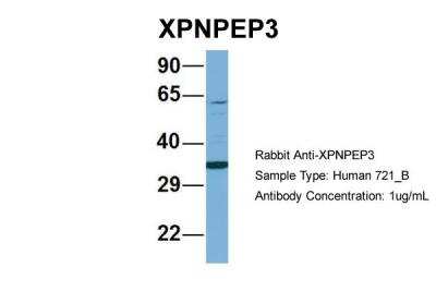 Western Blot: XPNPEP3 Antibody [NBP2-86390]