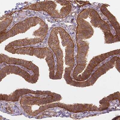 Immunohistochemistry-Paraffin: XPR1 Antibody [NBP2-48531]