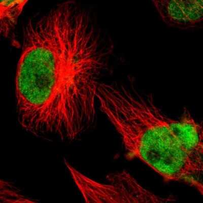 Immunocytochemistry/ Immunofluorescence: XRCC1 Antibody [NBP1-87154]