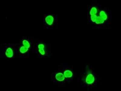 Immunocytochemistry/ Immunofluorescence: XRCC1 Antibody (OTI2F8) - Azide and BSA Free [NBP2-74891]