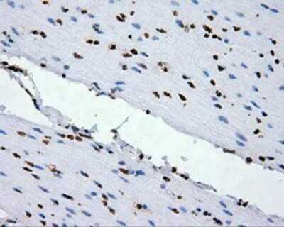Immunohistochemistry: XRCC1 Antibody (OTI2F8) - Azide and BSA Free [NBP2-74891]