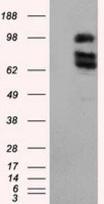 Western Blot: XRCC1 Antibody (OTI2F8)Azide and BSA Free [NBP2-74891]