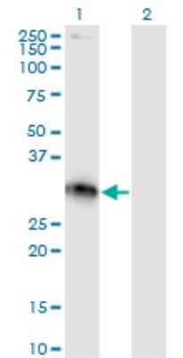 Western Blot: XRCC2 Antibody (2H4) [H00007516-M01]