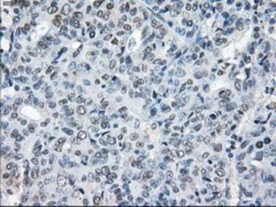 Immunohistochemistry-Paraffin: XRCC4 Antibody (OTI4H9) [NBP1-48053]