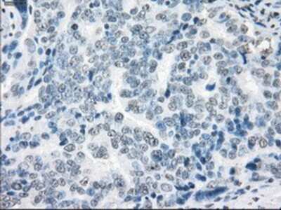 Immunohistochemistry-Paraffin: XRCC4 Antibody (OTI4H9) [NBP1-48053]