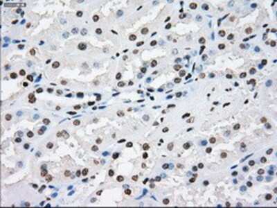 Immunohistochemistry-Paraffin: XRCC4 Antibody (OTI4H9) [NBP1-48053]