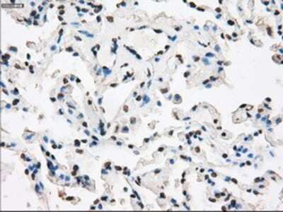 Immunohistochemistry-Paraffin: XRCC4 Antibody (OTI4H9) [NBP1-48053]