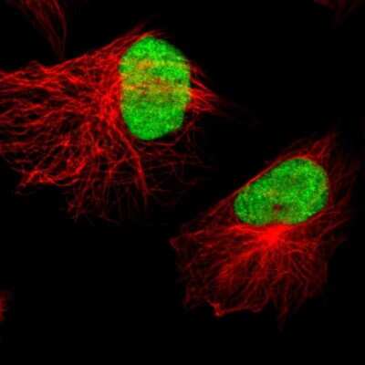 Immunocytochemistry/ Immunofluorescence: XRCC4 Antibody [NBP1-89463]