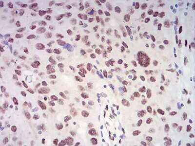 Immunohistochemistry-Paraffin: XRN2 Antibody (7C5B10) - BSA Free [NBP2-61846]
