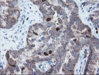 Immunohistochemistry: XTP4 Antibody (OTI2D5) - Azide and BSA Free [NBP2-74904]