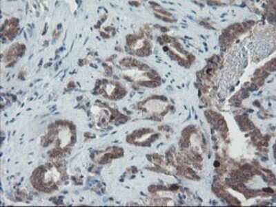 Immunohistochemistry: XTP4 Antibody (OTI2D5) - Azide and BSA Free [NBP2-74904]