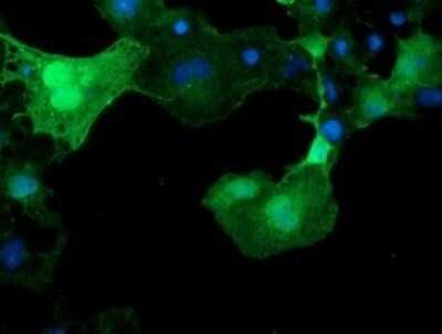 Immunofluorescence: XTP4 Antibody (OTI2D5) [NBP2-46592]