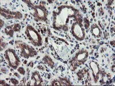 Immunohistochemistry: XTP4 Antibody (OTI2D5) [NBP2-46592]