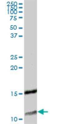 Western Blot: XTP4 Antibody [H00084299-B01P]