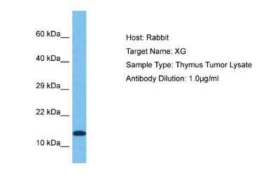 Western Blot: Xg Antibody [NBP2-84337]