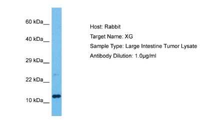 Western Blot: Xg Antibody [NBP2-84338]