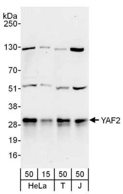 Western Blot: YAF2 Antibody [NBP2-04127]