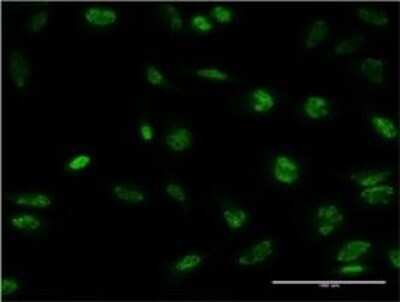 Immunocytochemistry/ Immunofluorescence: YANK2 Antibody (4A7) [H00055351-M01]