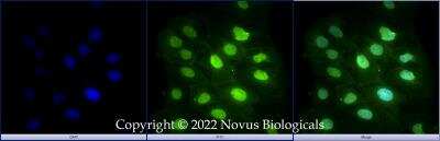 Immunocytochemistry/ Immunofluorescence: YAP1 Antibody - BSA Free [NB110-58358]