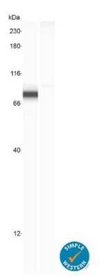 Knockout Validated: YAP1 Antibody (1A12) - BSA Free [NBP2-22117]