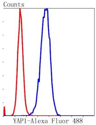 Flow Cytometry: YAP1 Antibody (SU33-06) [NBP2-67467]
