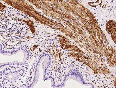 Immunohistochemistry-Paraffin: YIF1A Antibody [NBP3-12559]