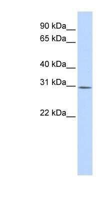 Western Blot: YIF1B Antibody [NBP1-59926]