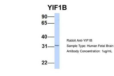 Western Blot: YIF1B Antibody [NBP1-59926]