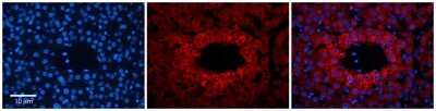 Immunohistochemistry-Paraffin: YIPF4 Antibody [NBP2-86393]