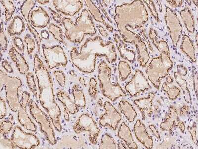 Immunohistochemistry-Paraffin: YIPF4 Antibody [NBP2-97649]