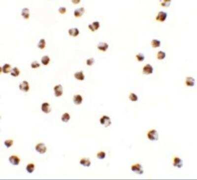 Immunocytochemistry/ Immunofluorescence: YPEL3 Antibody - BSA Free [NBP2-81867]