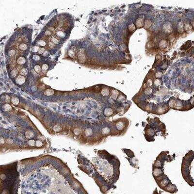 Immunohistochemistry-Paraffin: YPEL3 Antibody [NBP1-81237]