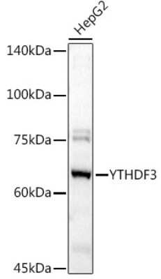 Western Blot: YTHDF3 AntibodyBSA Free [NBP2-94636]