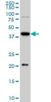 Western Blot: YY1 Antibody (2C4) [H00007528-M01]