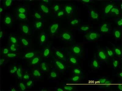 Immunocytochemistry/ Immunofluorescence: YY1 Antibody (2C5) [H00007528-M04]