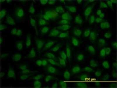 Immunocytochemistry/ Immunofluorescence: YY1 Antibody (4A5) [H00007528-M02]
