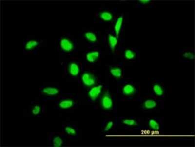 Immunocytochemistry/ Immunofluorescence: YY1 Antibody (4D2) [H00007528-M03]