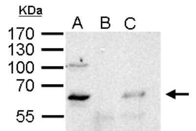 Immunoprecipitation: YY1 Antibody [NBP2-20933]